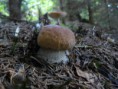 /album/fotogaleria-volny-cas/a270291-120442961382397-100002500809466-143526-6967255-n-jpg/